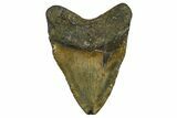 Huge, Fossil Megalodon Tooth - North Carolina #382588-2